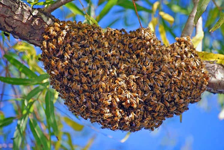 Bees