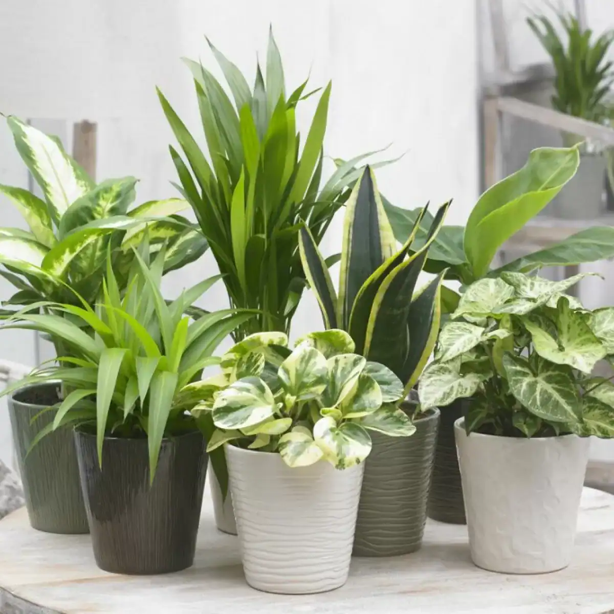 house plants