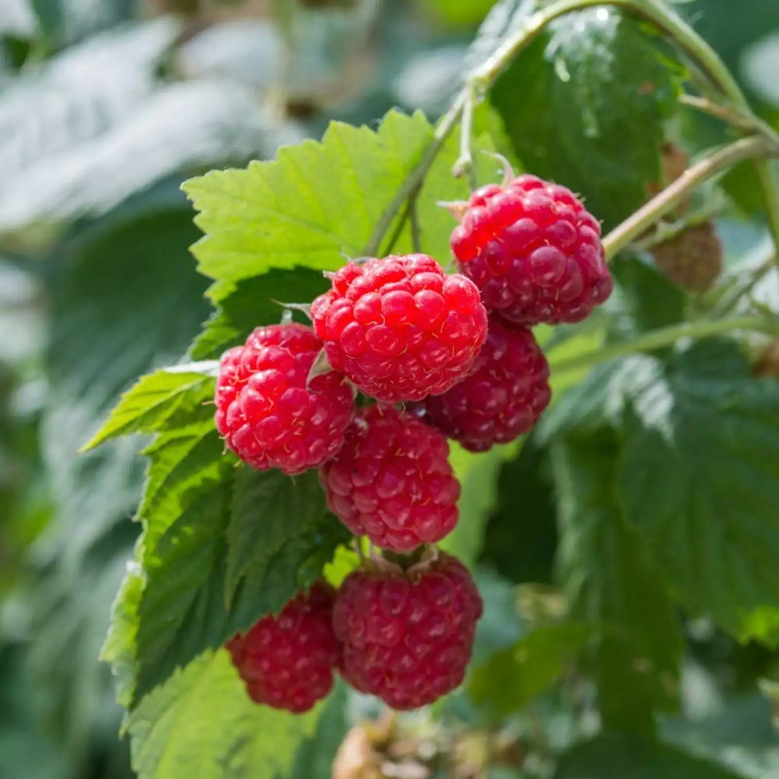 Raspberry